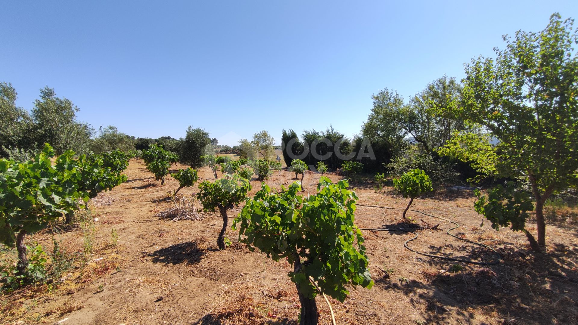 Rustic property in Ronda