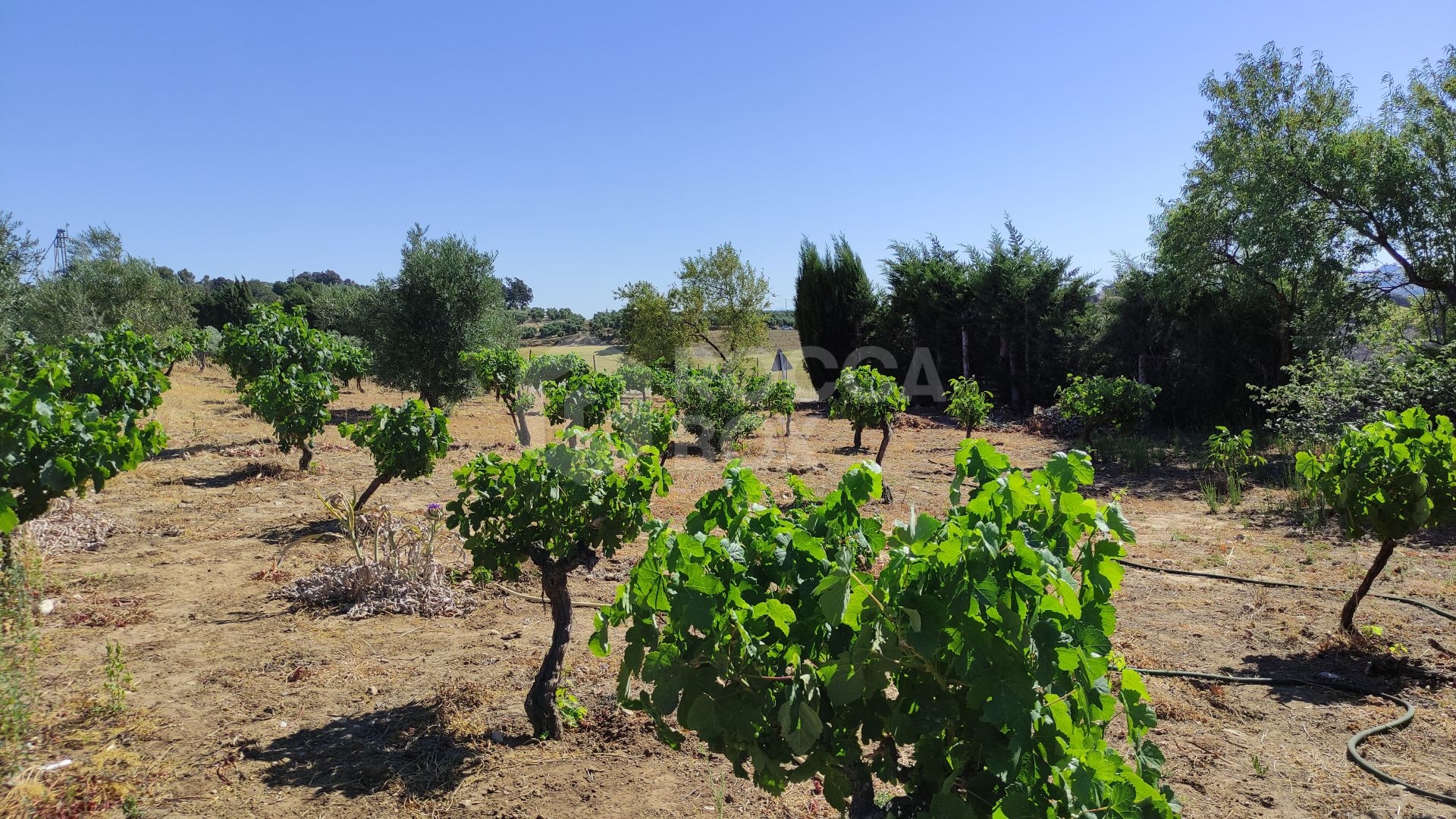 Rustic property in Ronda