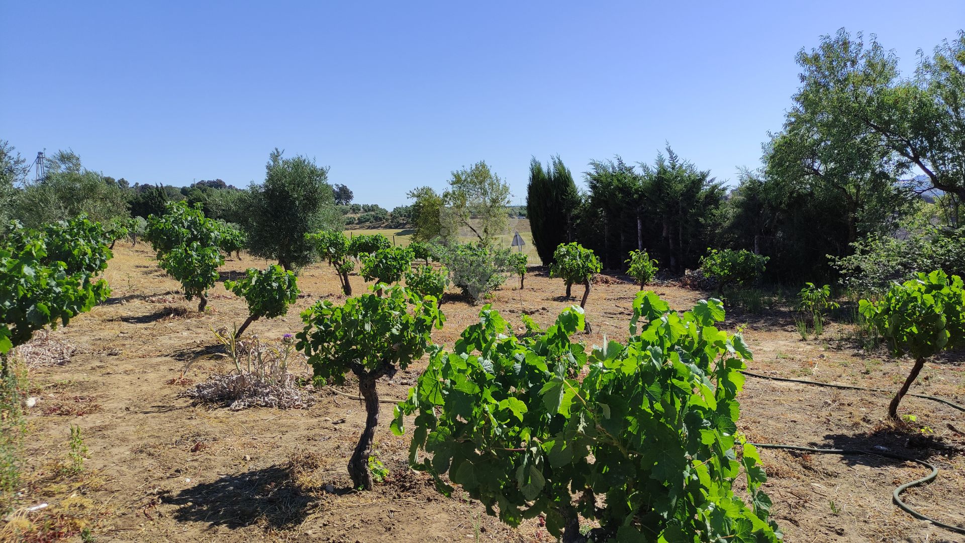 Casa de Campo en Ronda