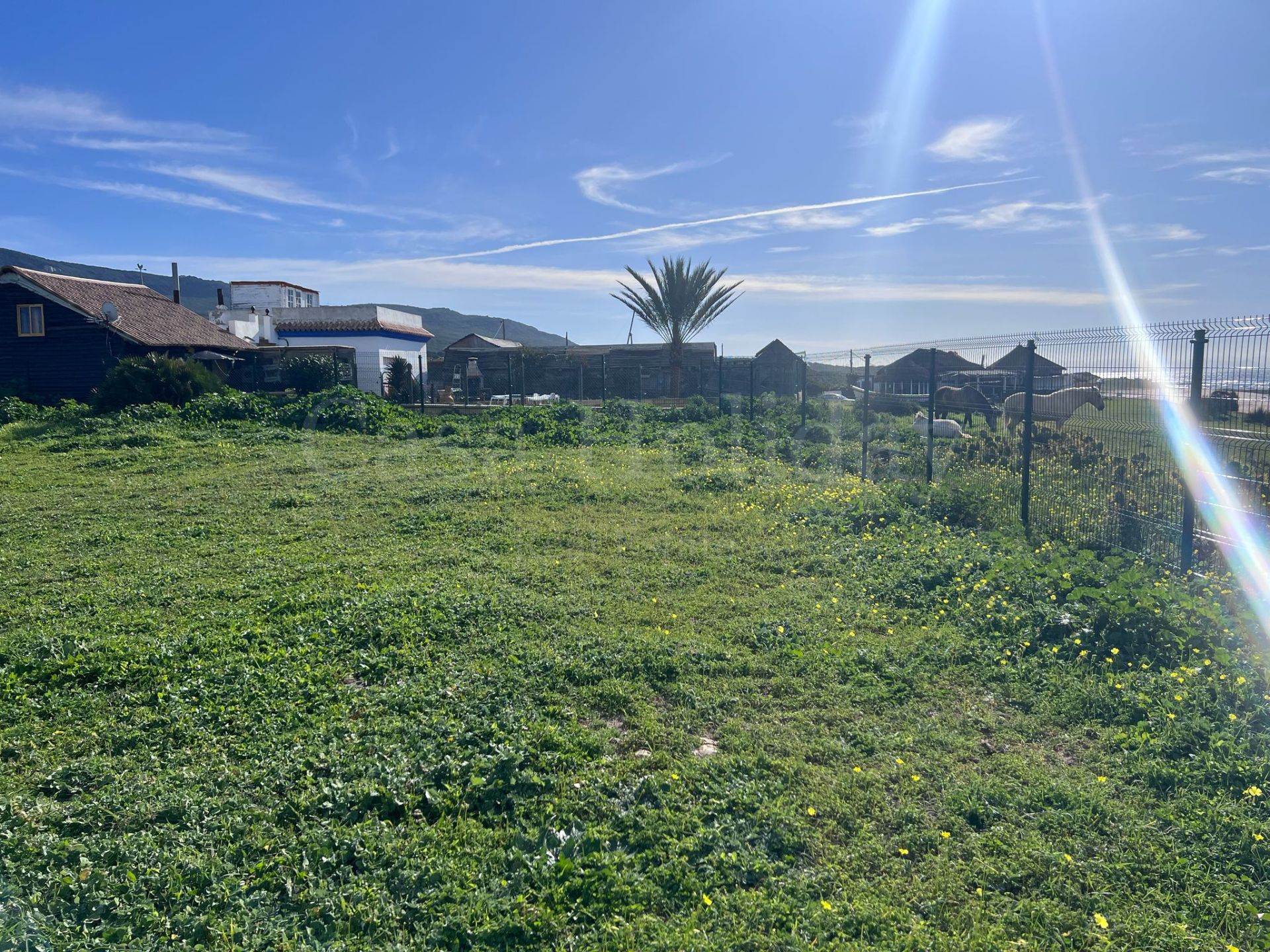 Plot in Bolonia, Tarifa