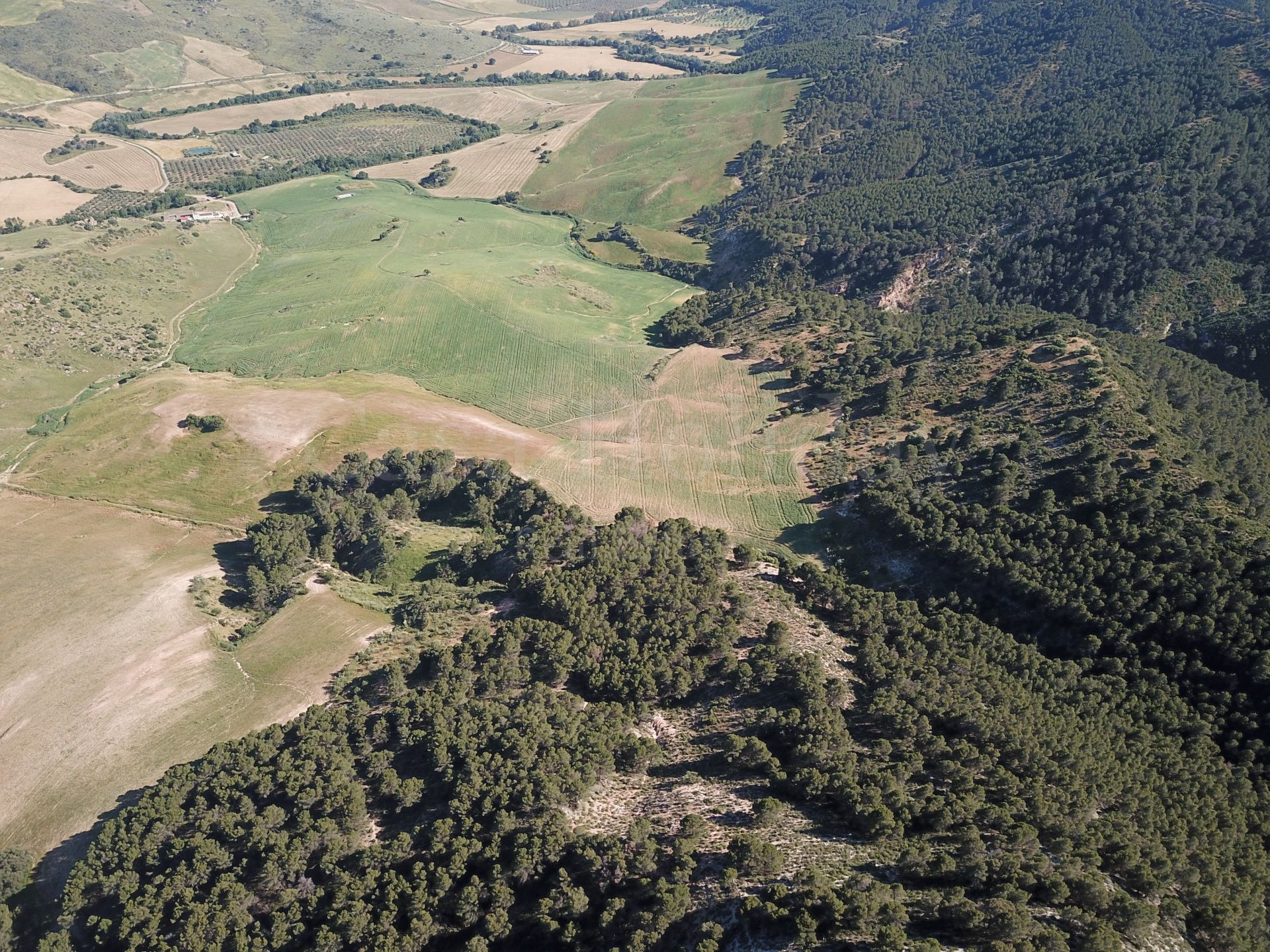 Plot in Ardales
