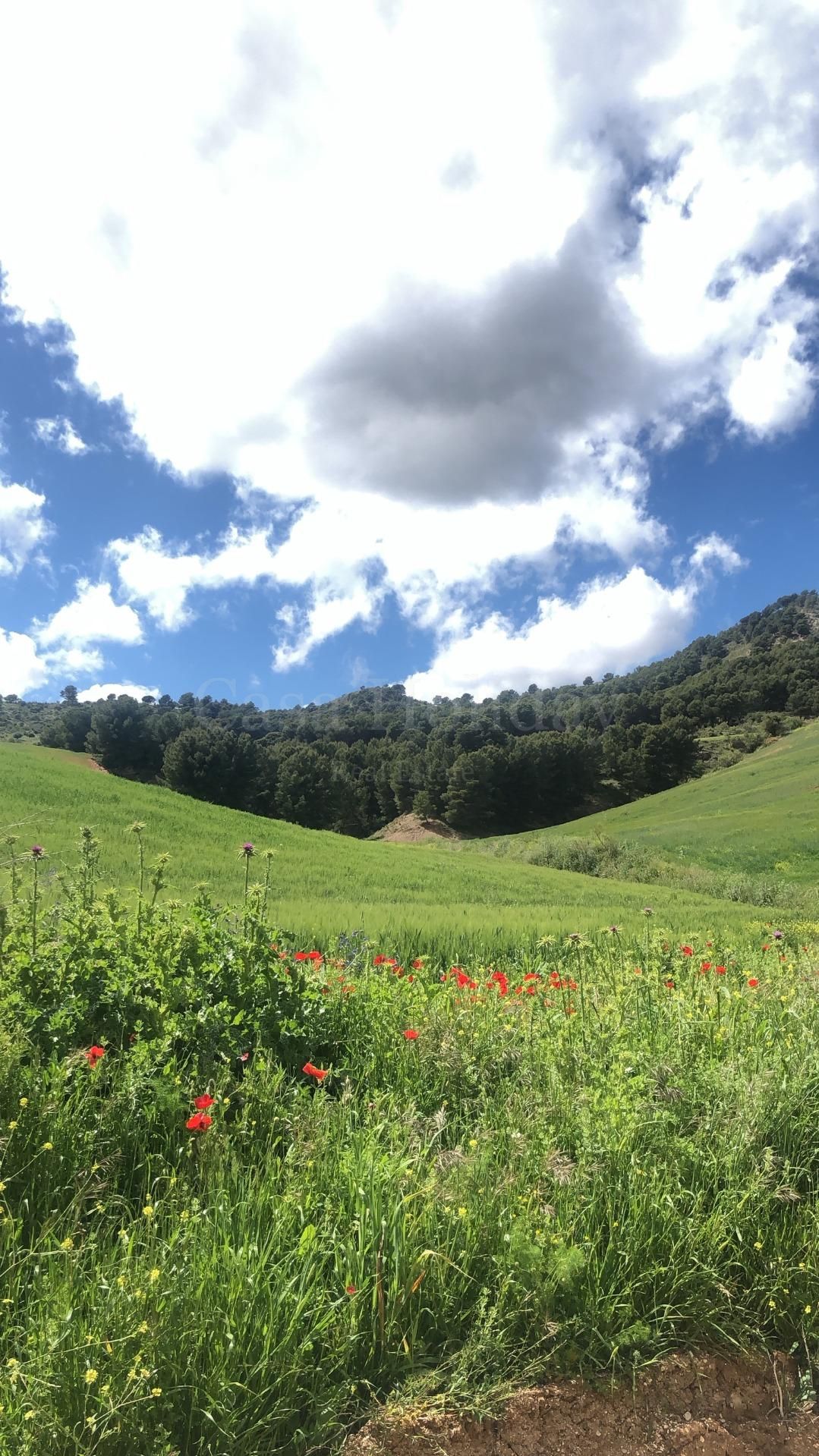 Plot in Ardales