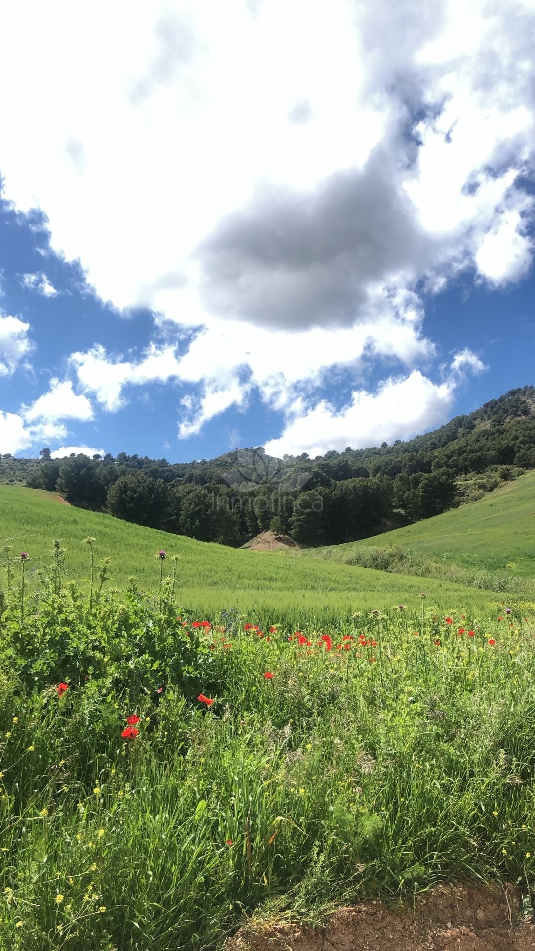 Parcela en Ardales