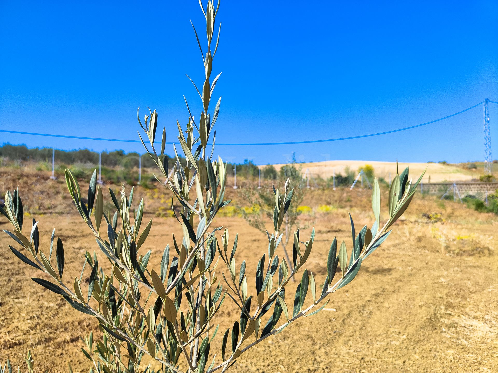Plot in Coin Centro, Coin