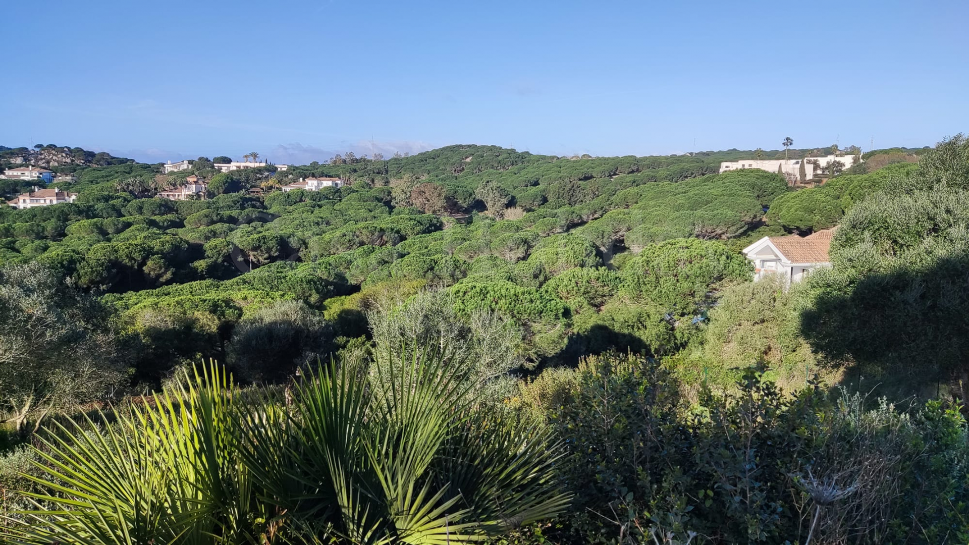 Plot in Almenara, Sotogrande
