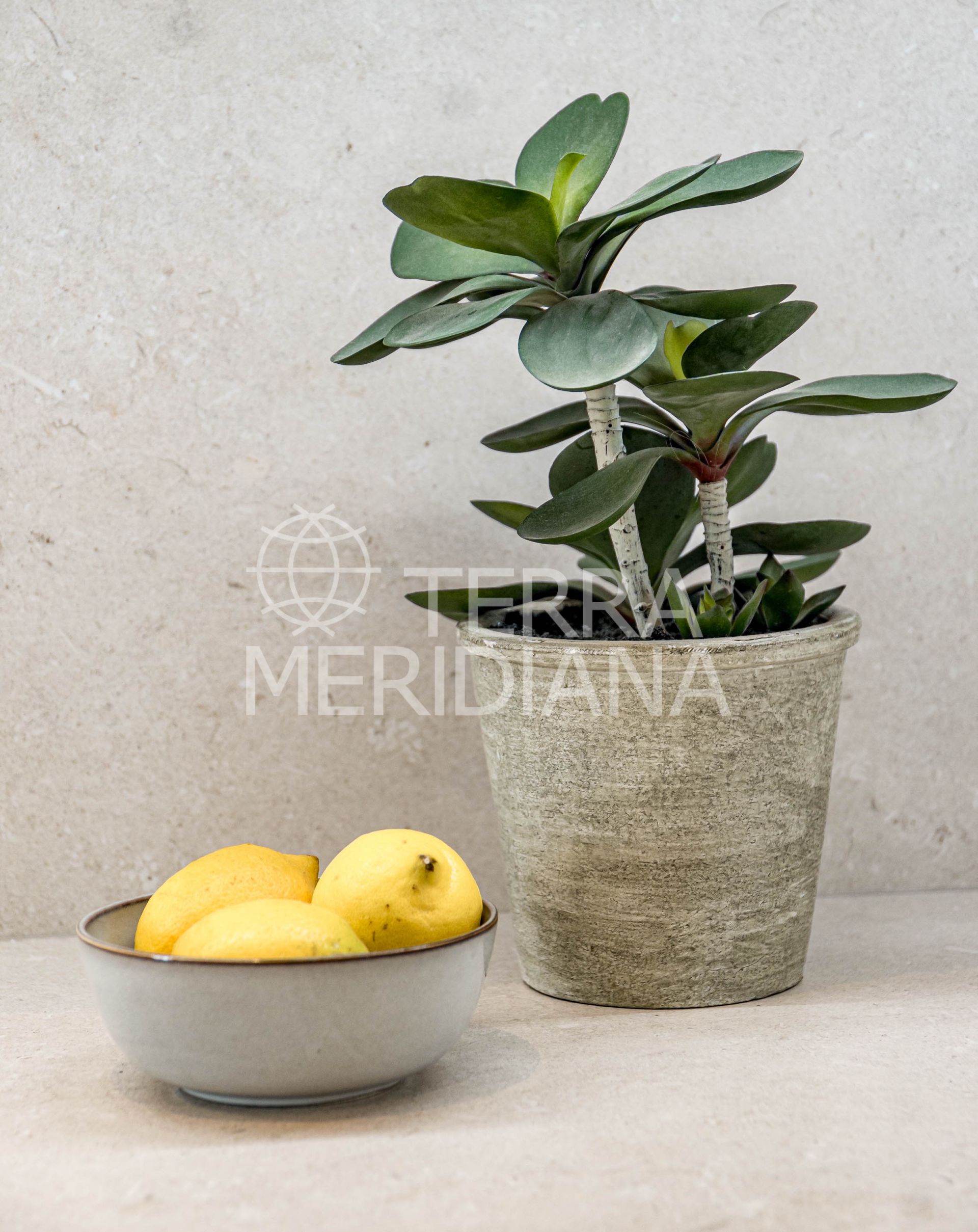 Ground Floor Apartment in Nueva Andalucia, Marbella