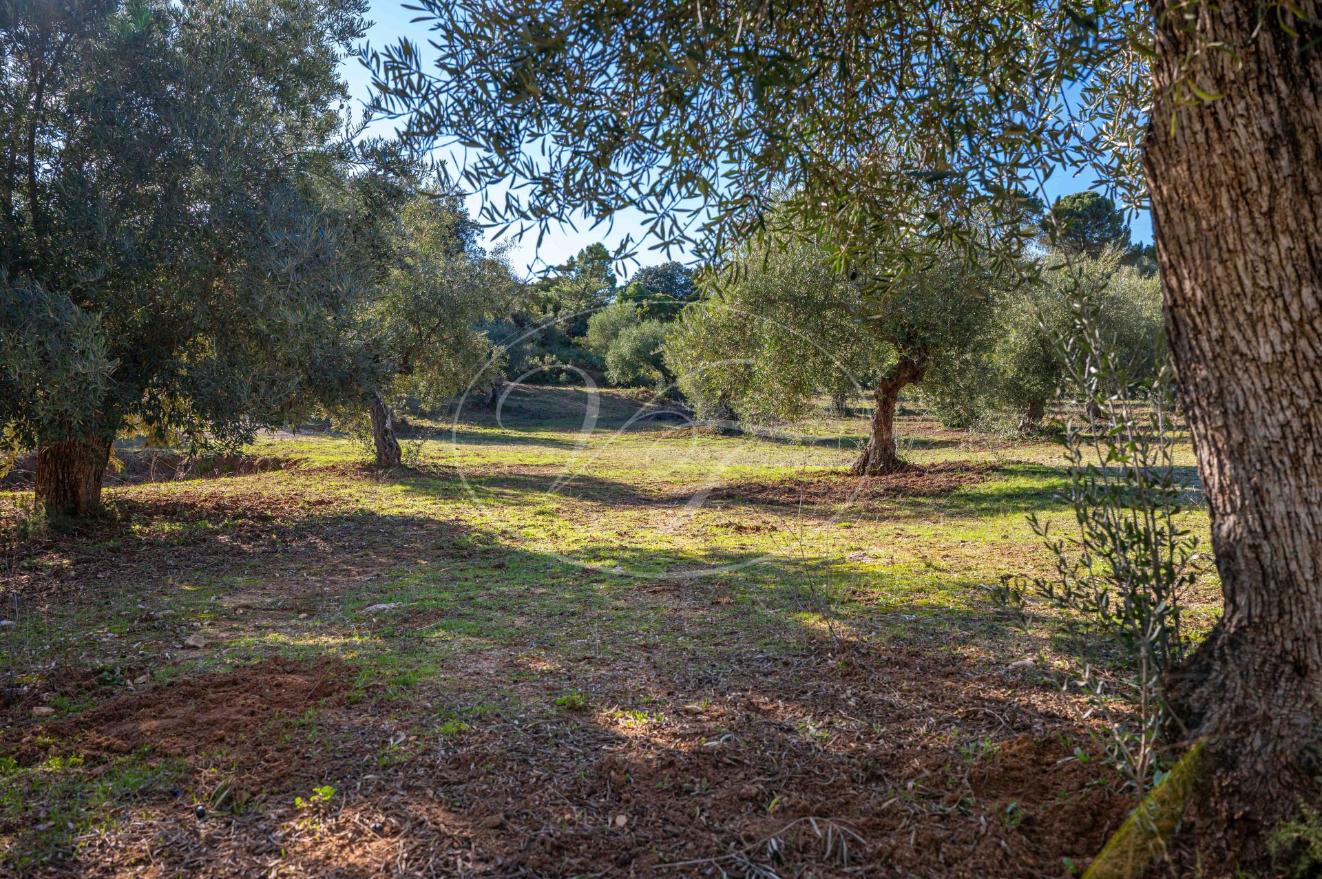 Cortijo en venta en Ronda