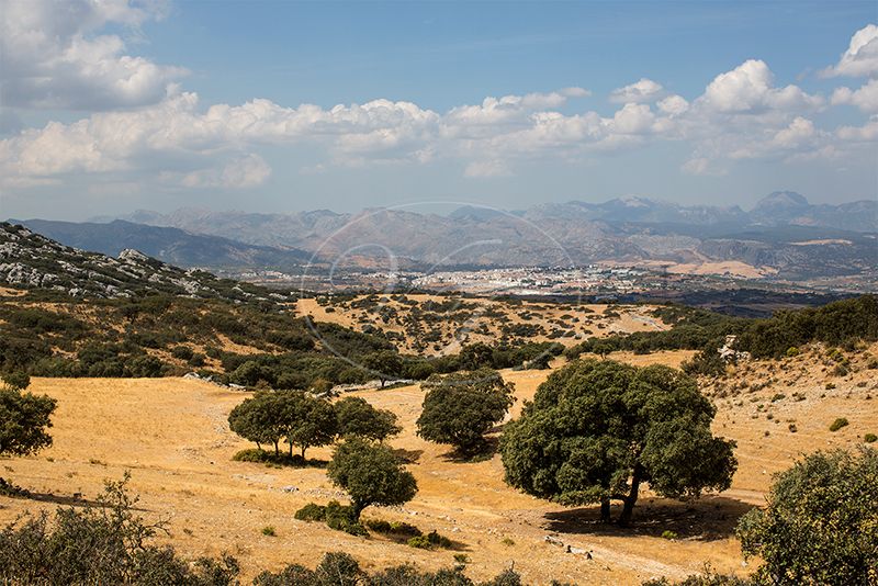 Landgut zu verkaufen in Ronda