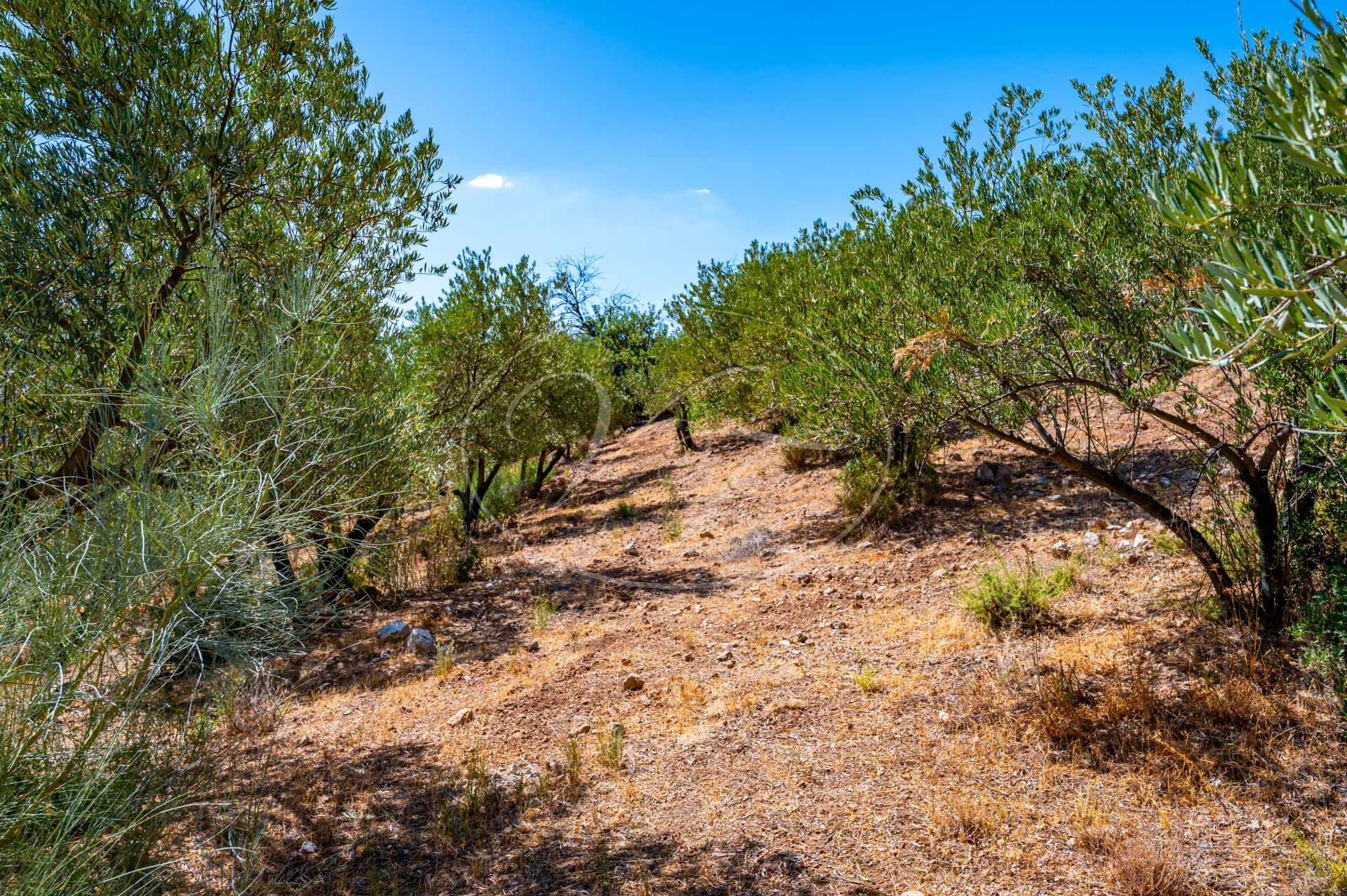 Finca for sale in Ronda
