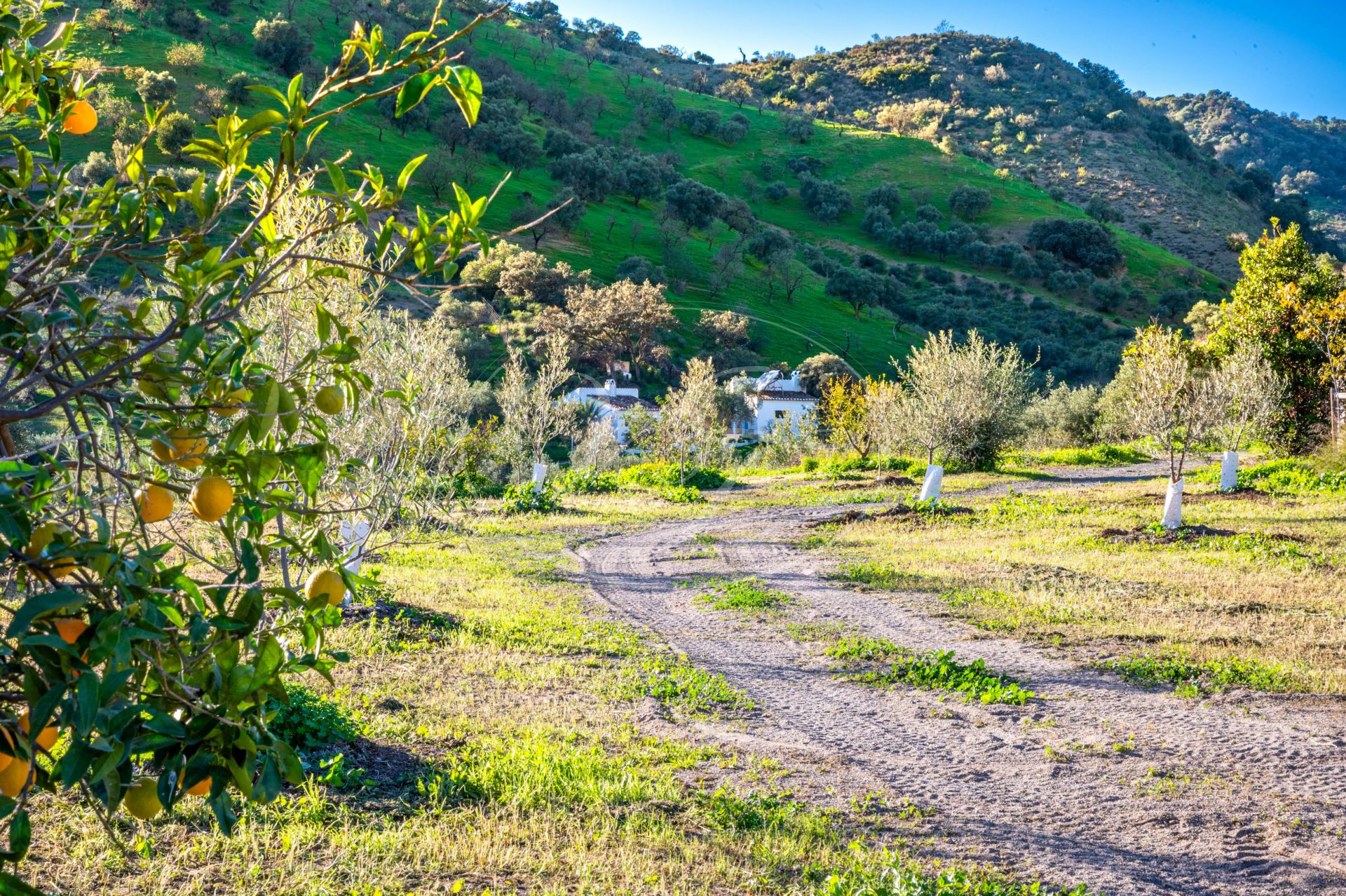 Finca for sale in Almogia