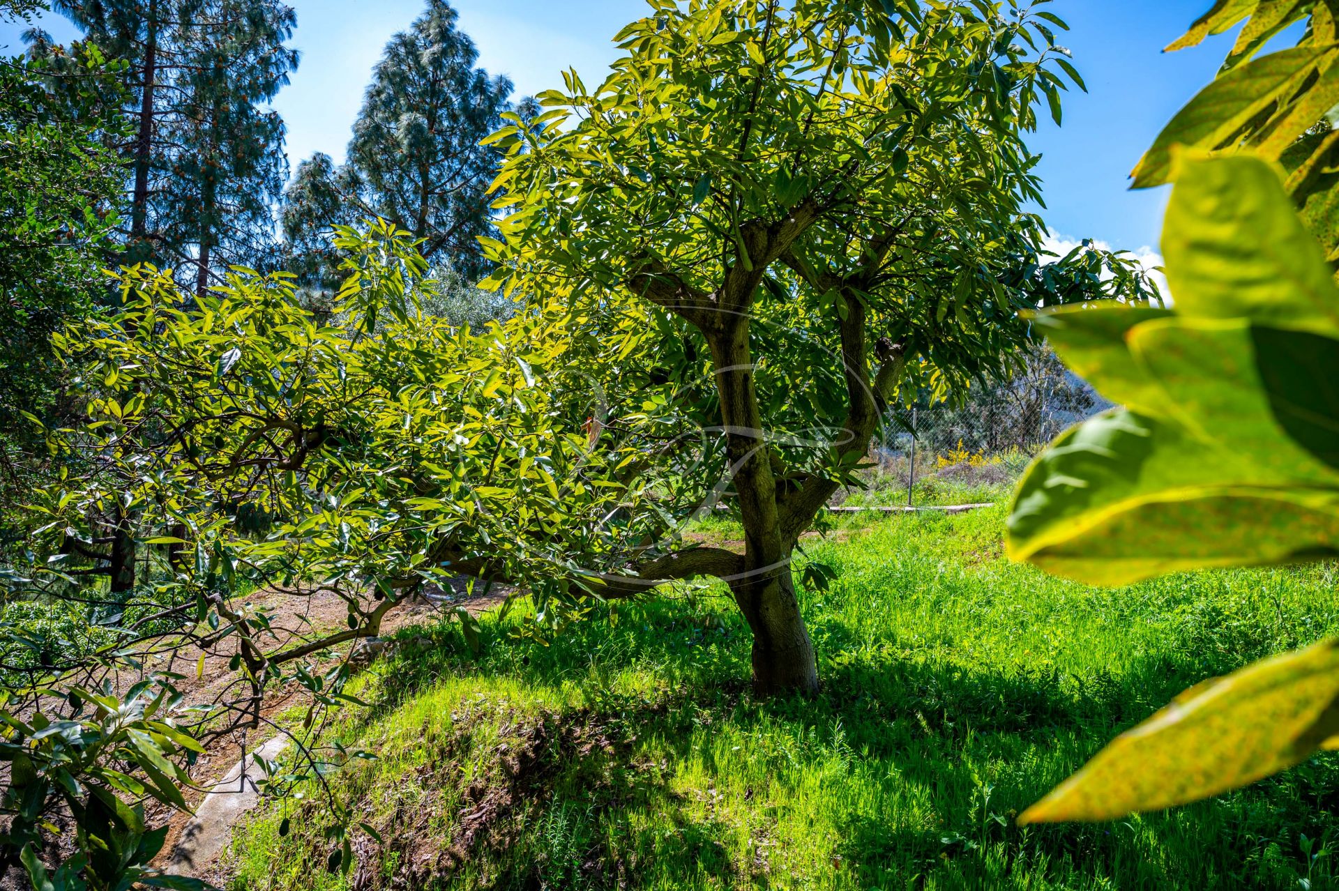 Country House for sale in Alhaurin el Grande