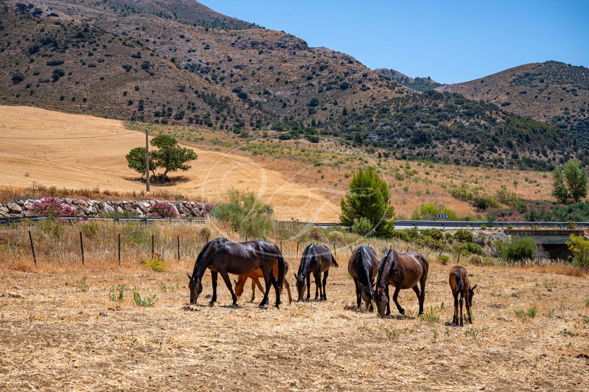 Cortijo en venta en Ronda