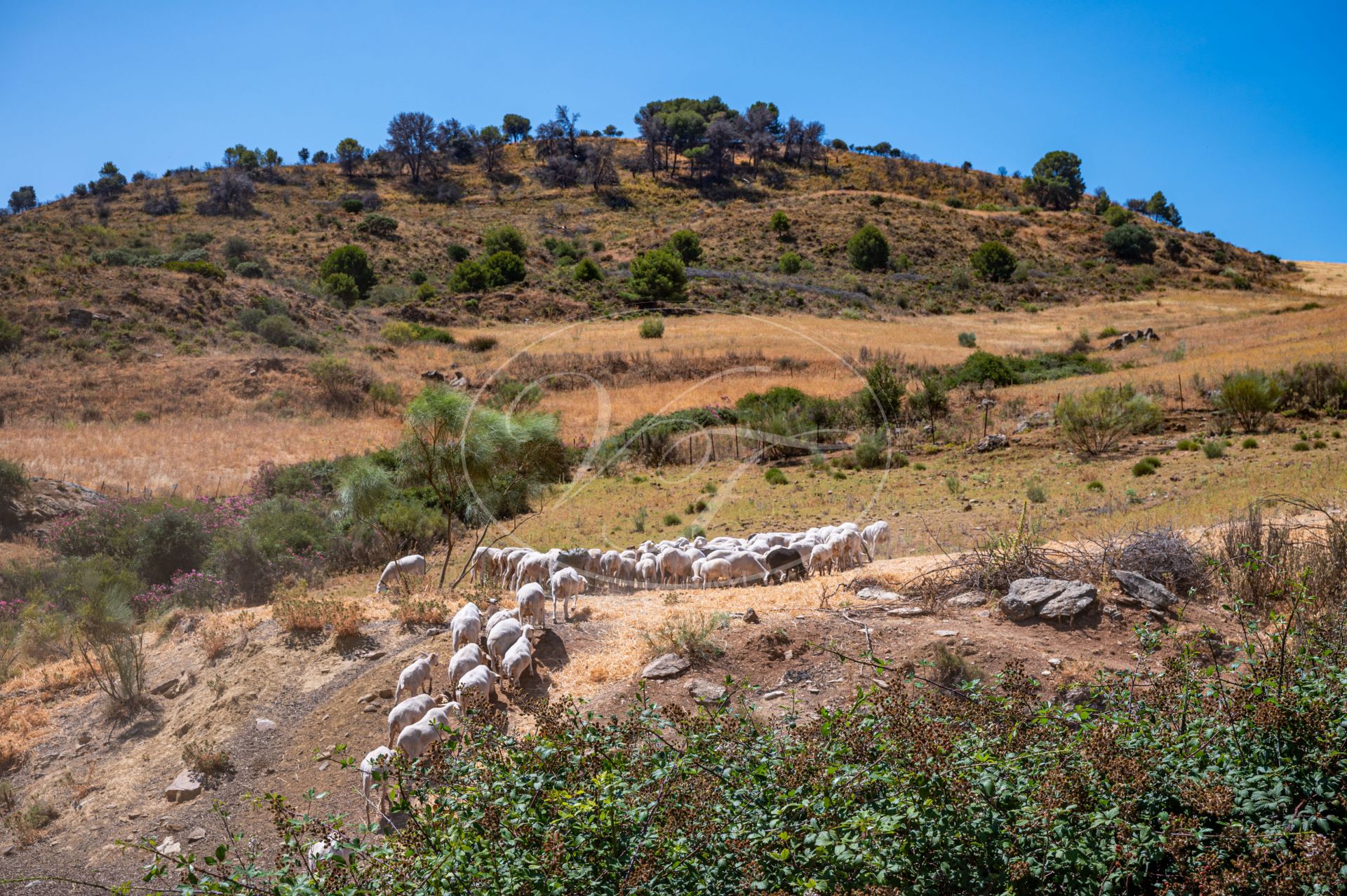 Cortijo en venta en Ronda