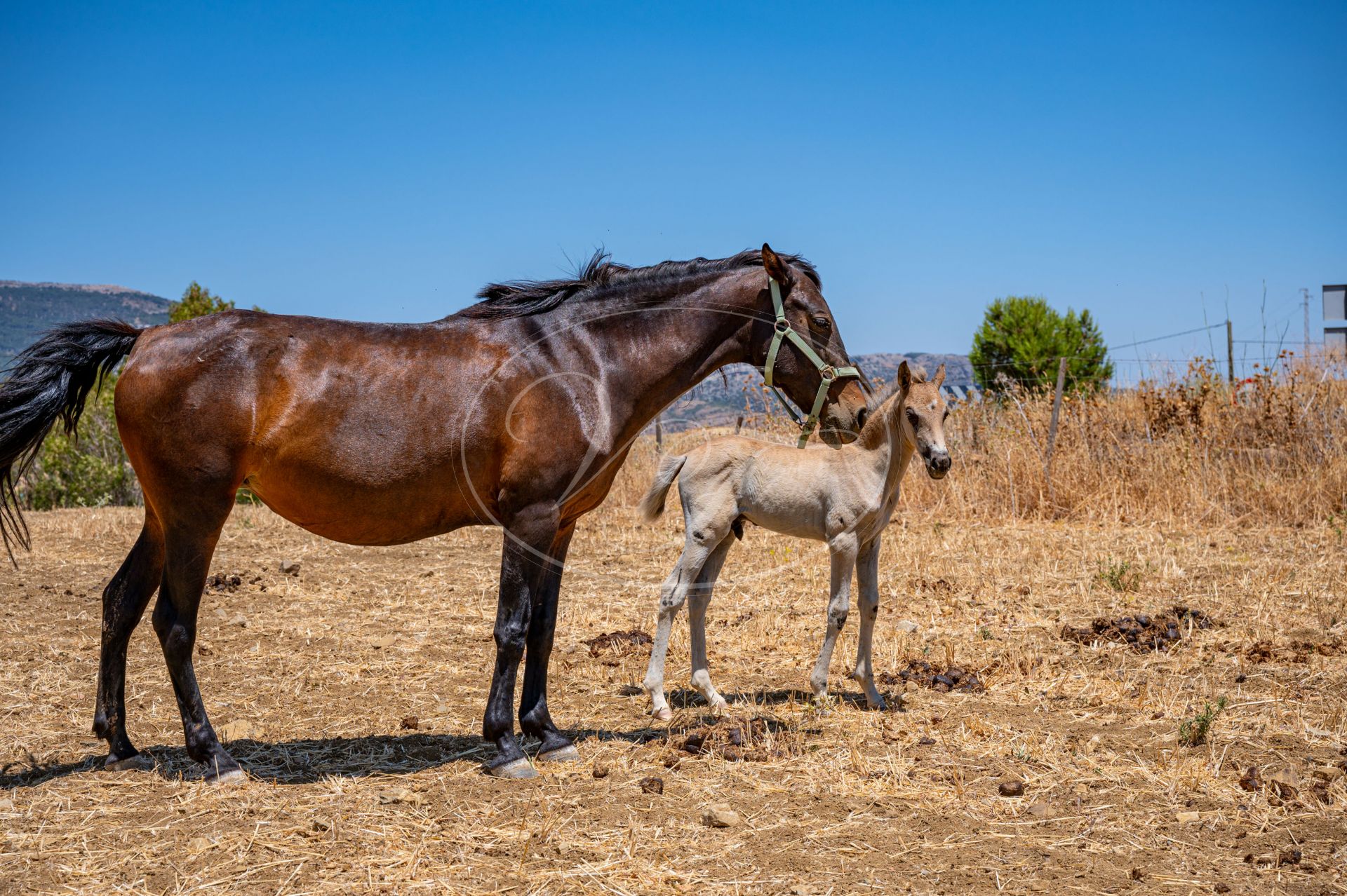 Boerderij te koop in Ronda