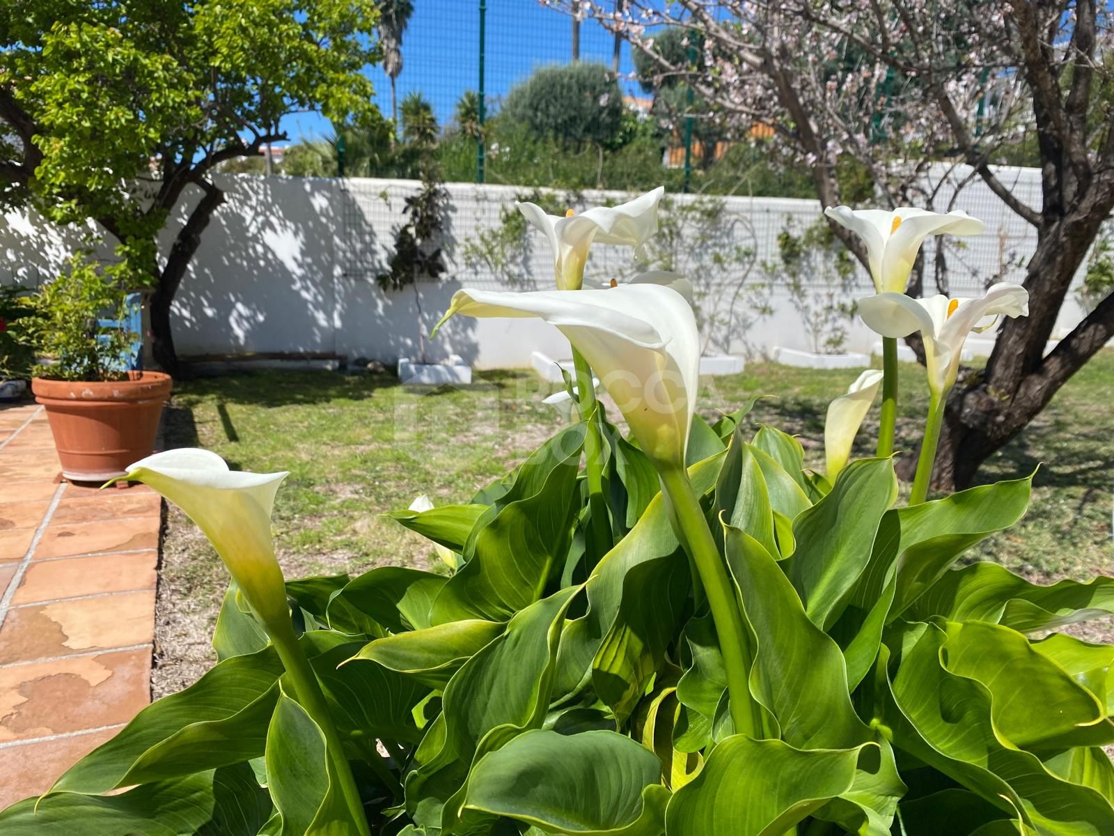 Charming traditional style Villa with Panoramic Sea Views and guest apartment in Puerto Romano, Estepona