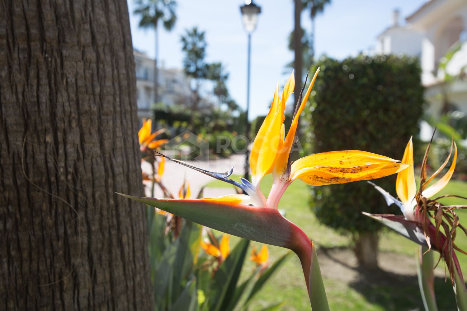 Renovated Corner Townhouse in Los Naranjos | Views of La Concha and 5 min from Puerto Banús