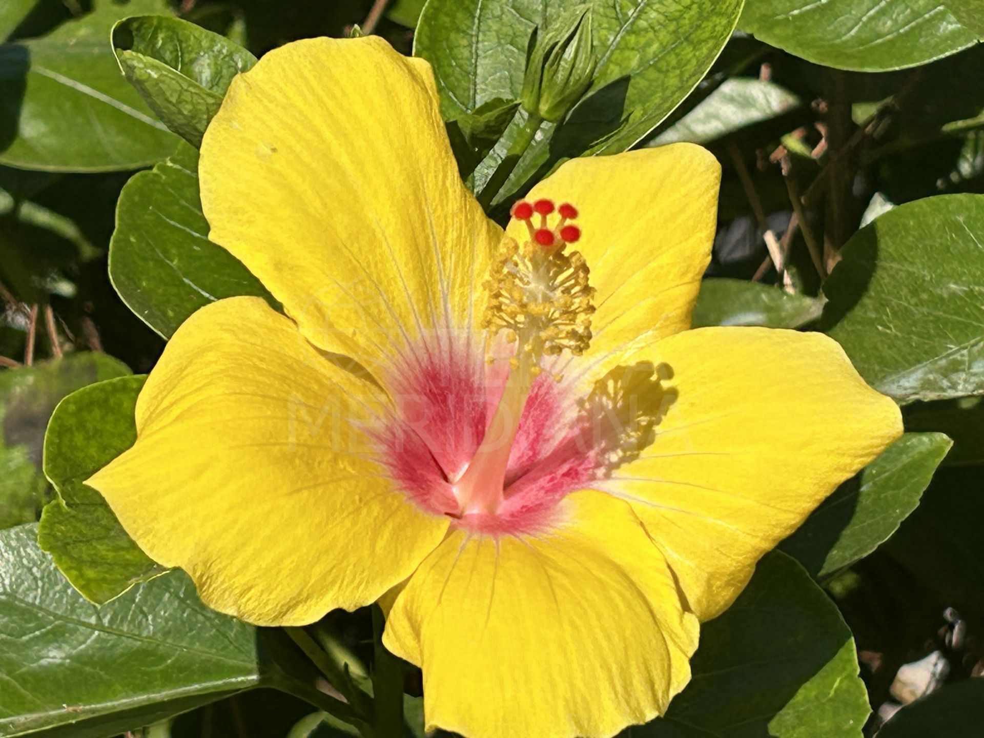 Penthouse in El Presidente, Estepona