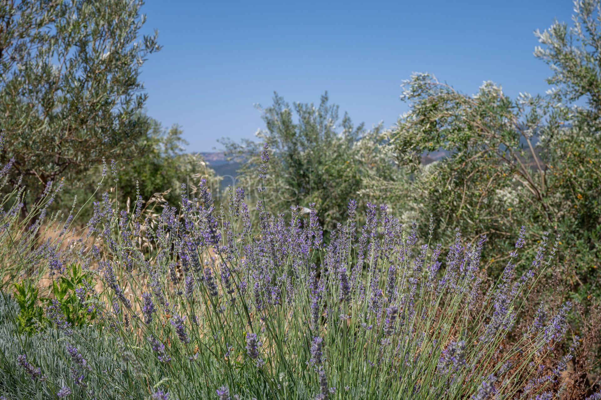 Bonito Cortijo con Casa de Invitados, Olivar y Vistas Panorámicas cerca de Gaucín