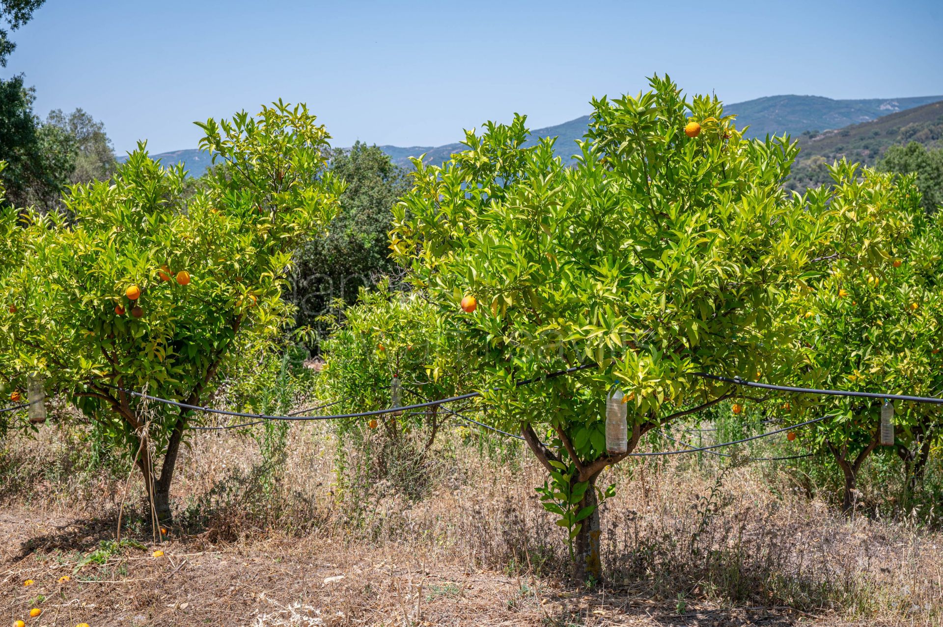 Bonito Cortijo con Casa de Invitados, Olivar y Vistas Panorámicas cerca de Gaucín