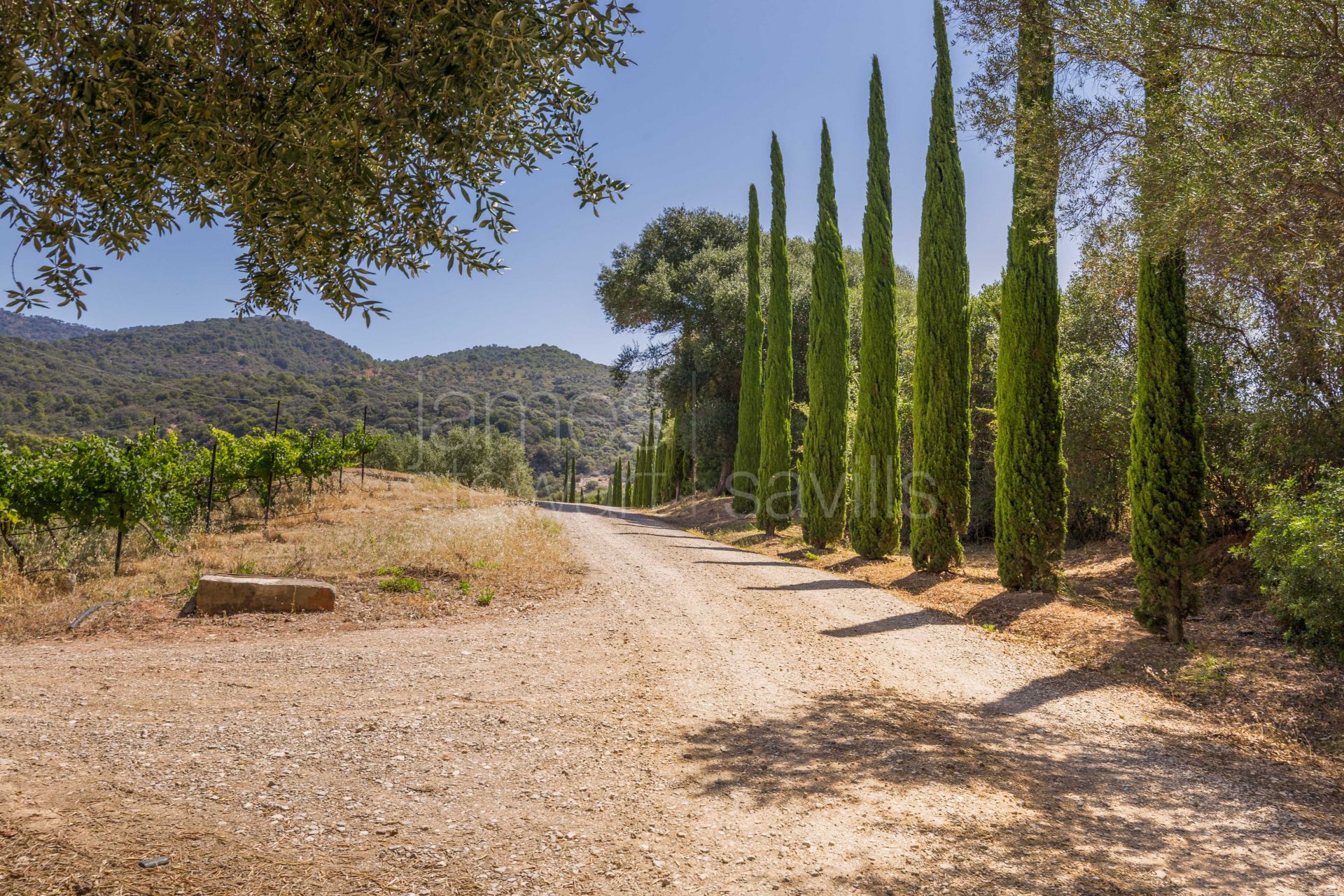 Bonito Cortijo con Casa de Invitados, Olivar y Vistas Panorámicas cerca de Gaucín