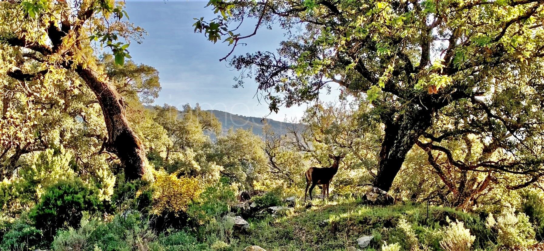 Stunning 840 hectares hunting estate in the Alcornocales National Park, Jimena de la Frontera.