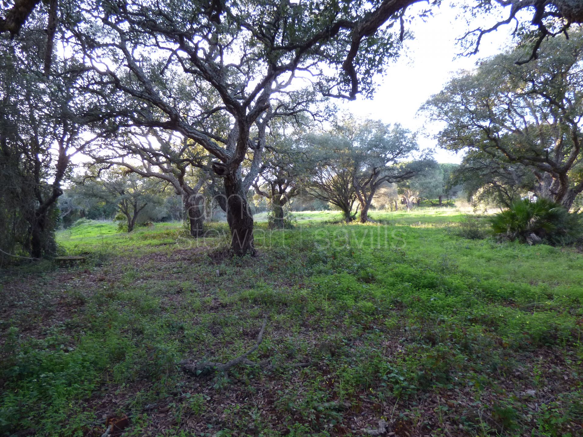 2 parcelas contiguas en cul-de-sac en primera línea del campo de golf Real Valderrama, Sotogrande