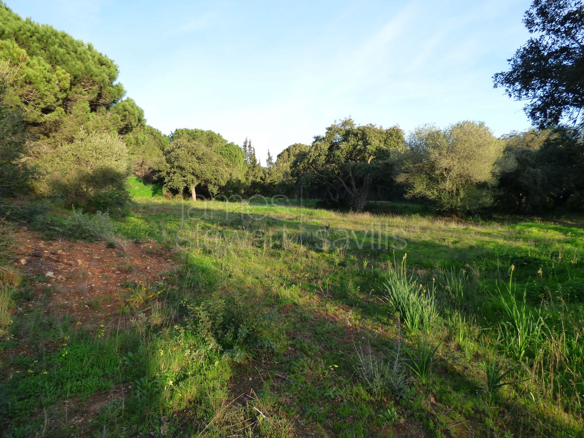 2 parcelas contiguas en cul-de-sac en primera línea del campo de golf Real Valderrama, Sotogrande