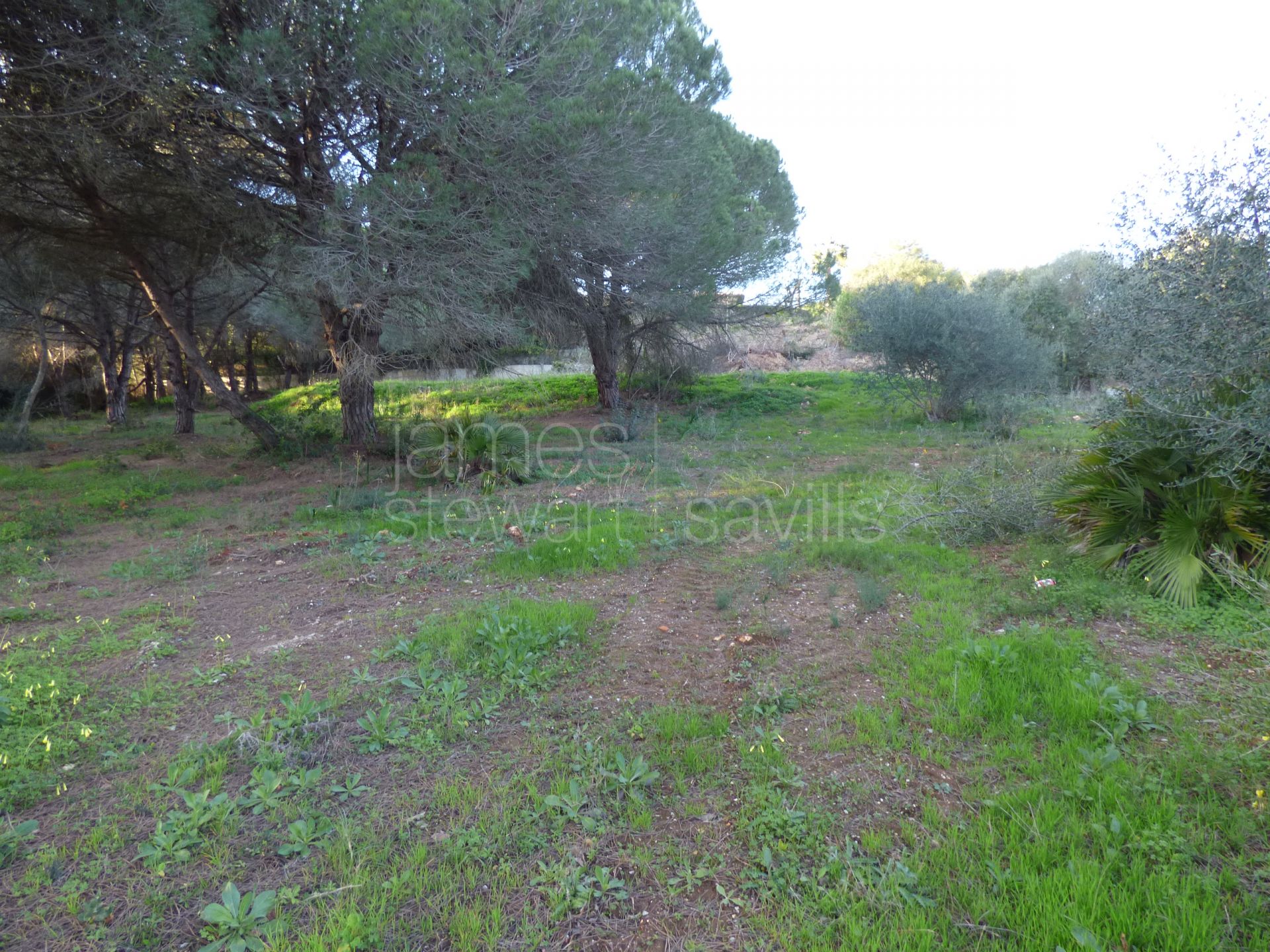 2 parcelas contiguas en cul-de-sac en primera línea del campo de golf Real Valderrama, Sotogrande