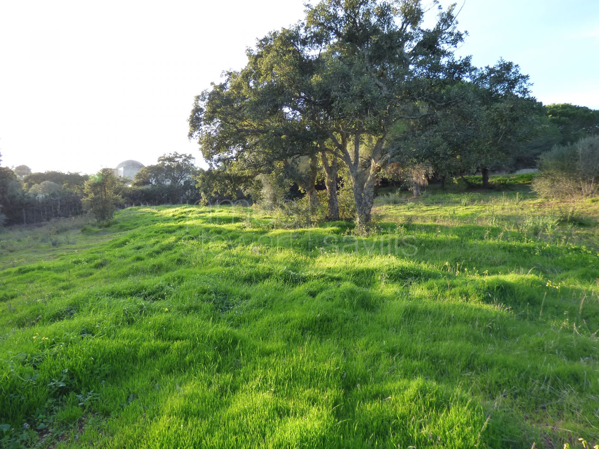 2 parcelas contiguas en cul-de-sac en primera línea del campo de golf Real Valderrama, Sotogrande