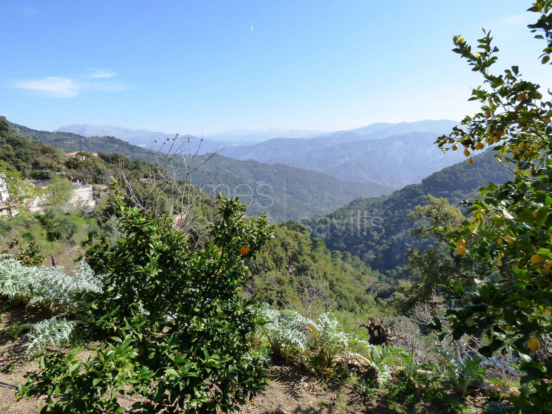 Idyllic Andalucian country retreat en the edge of the village of Algatocin near Gaucin