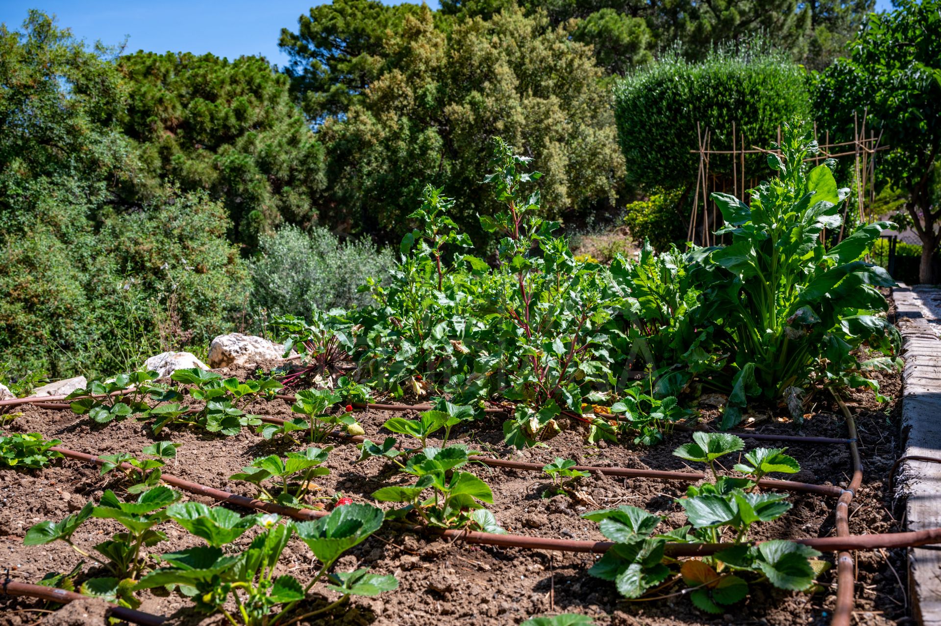 Country House in Estepona