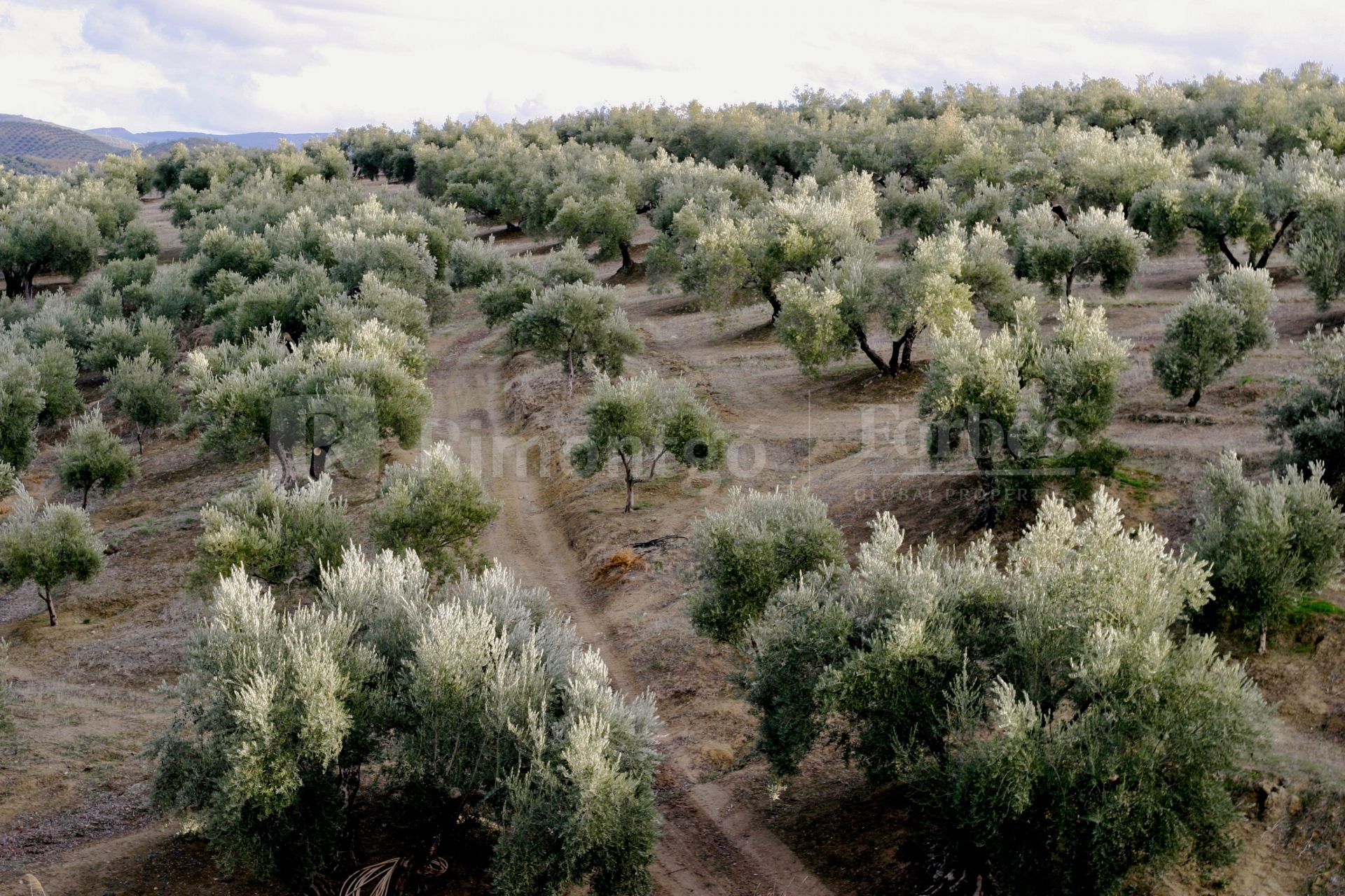 Finca agricola con 230 ha de olivos