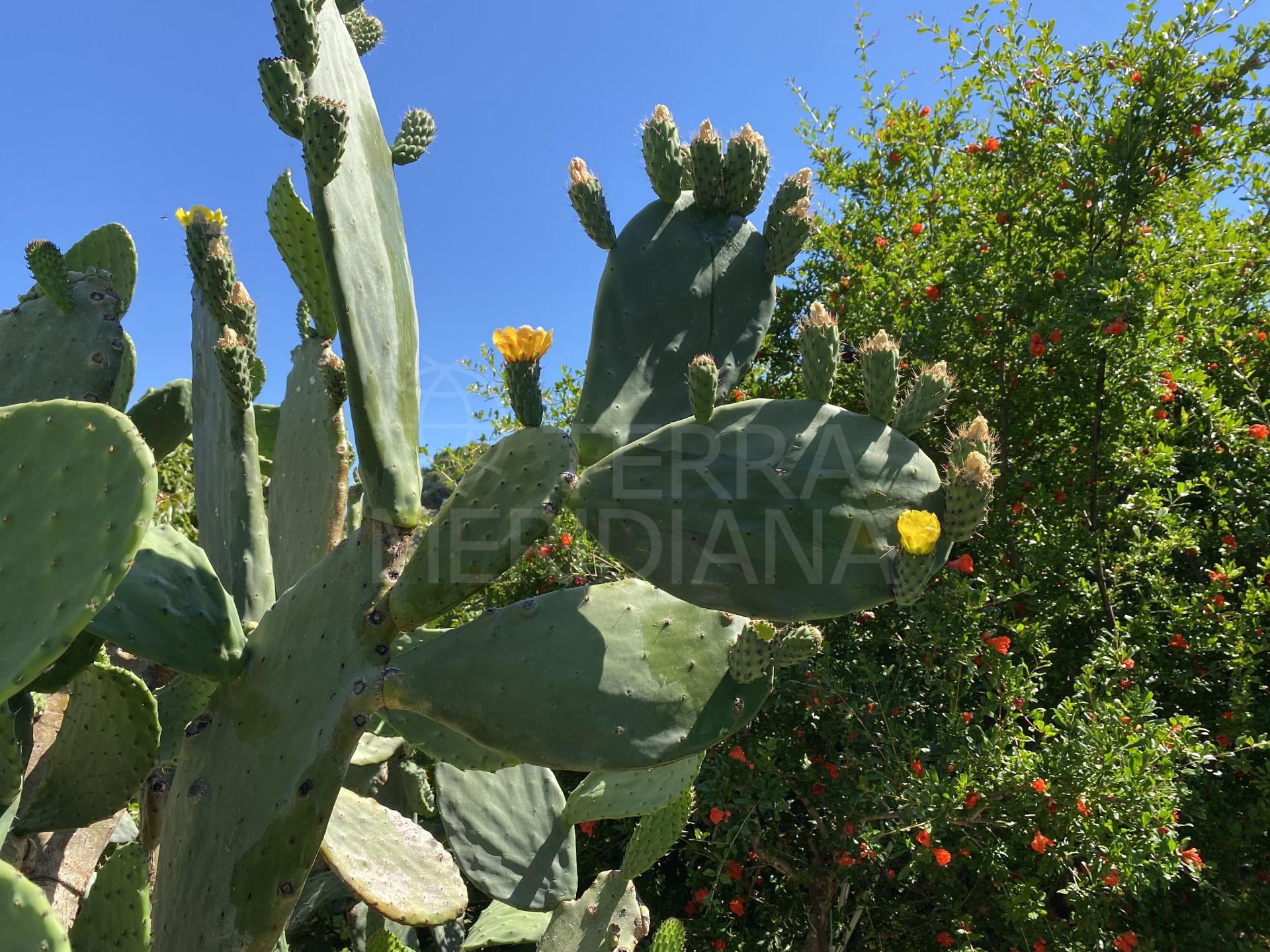Country House in El Padron, Estepona