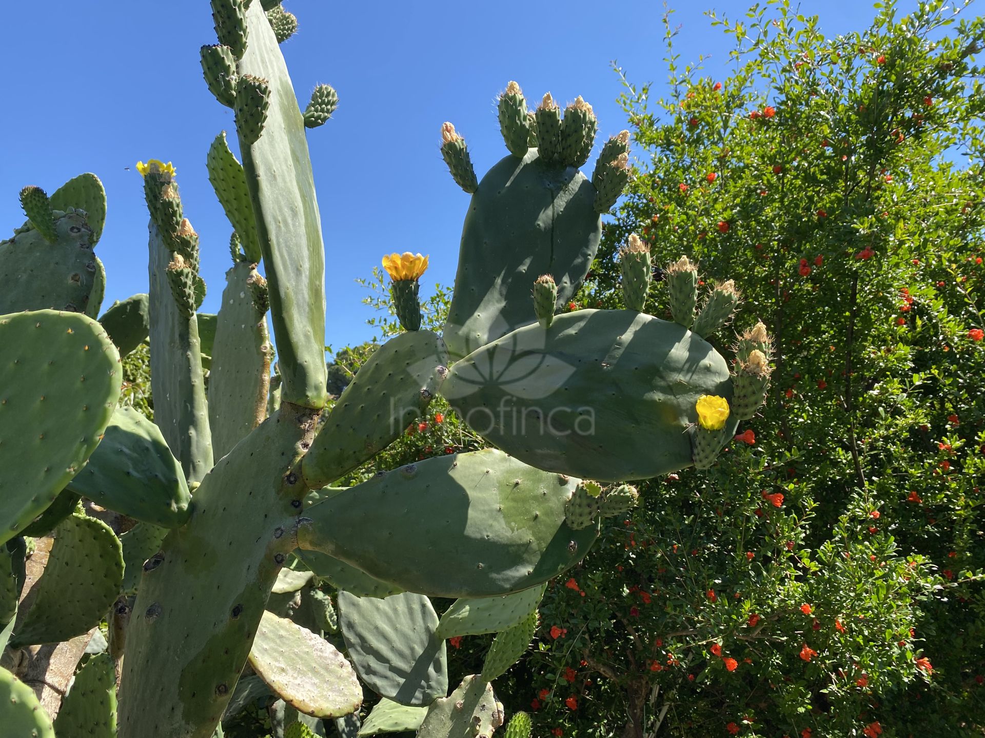 Country House in El Padron, Estepona