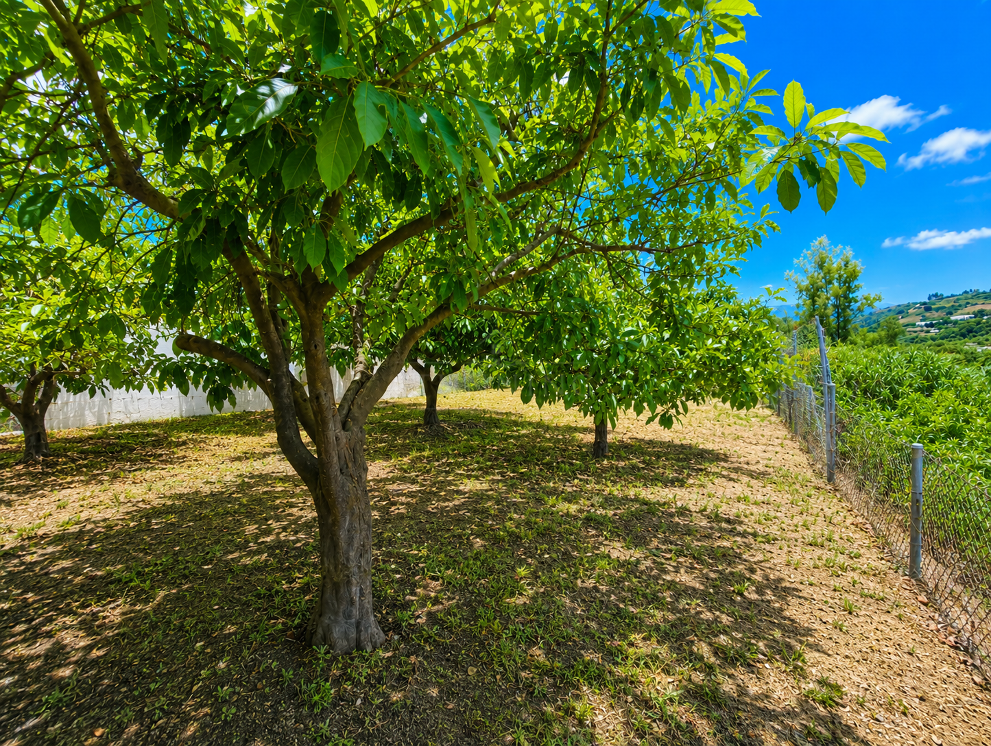 Finca in Estepona