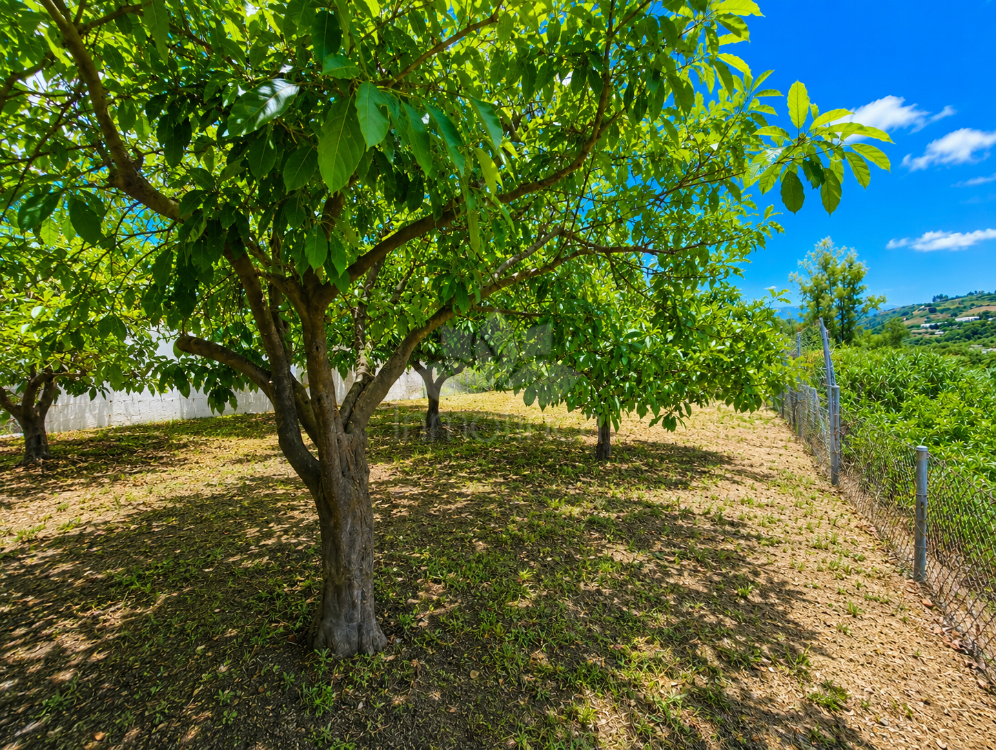 Finca in Estepona
