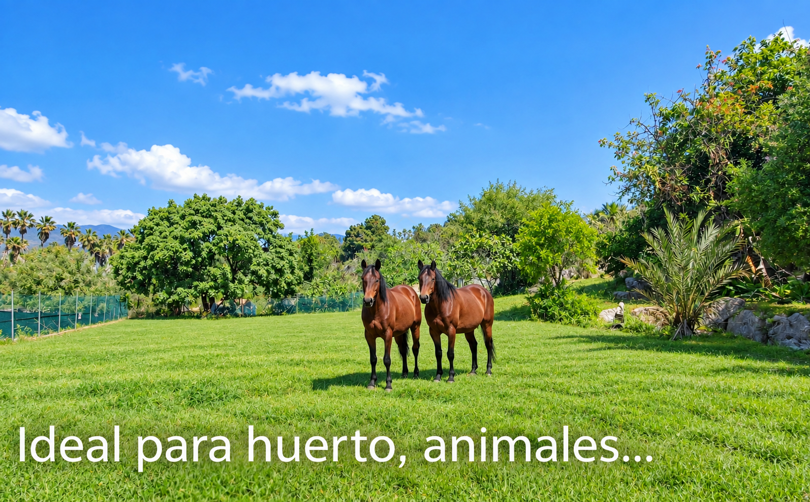 Finca in Estepona