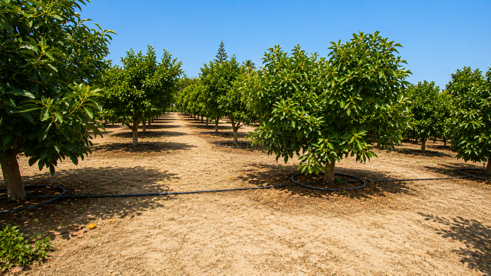Finca in Estepona