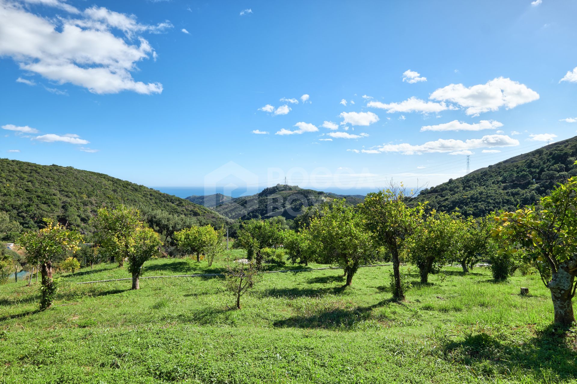 Finca in the Mountainside of Los Reales