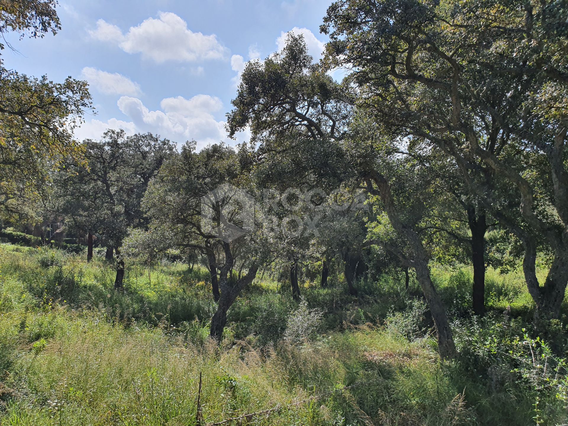 Ideal Plot with Western Green Zone Boundary, Proximity to Schools and Exclusive Golf Clubs