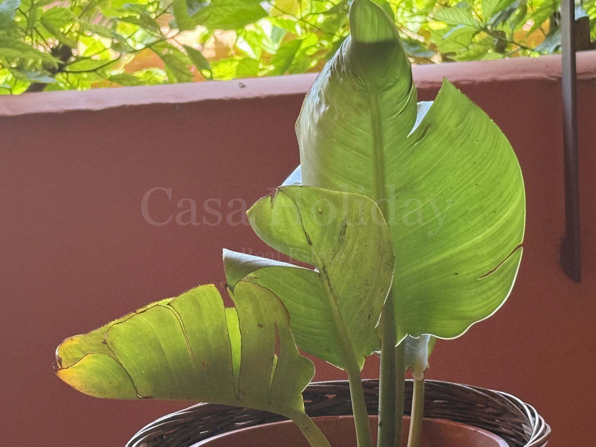 Apartment in Estepona