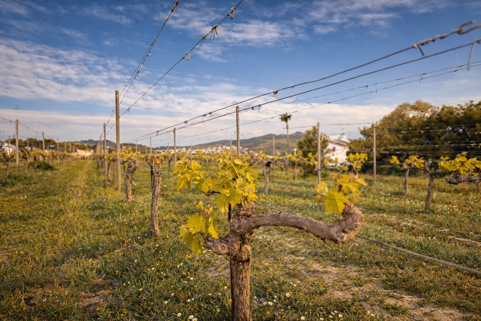 JV1101 - Finca zum verkauf in Poble Nou De Benitatxell