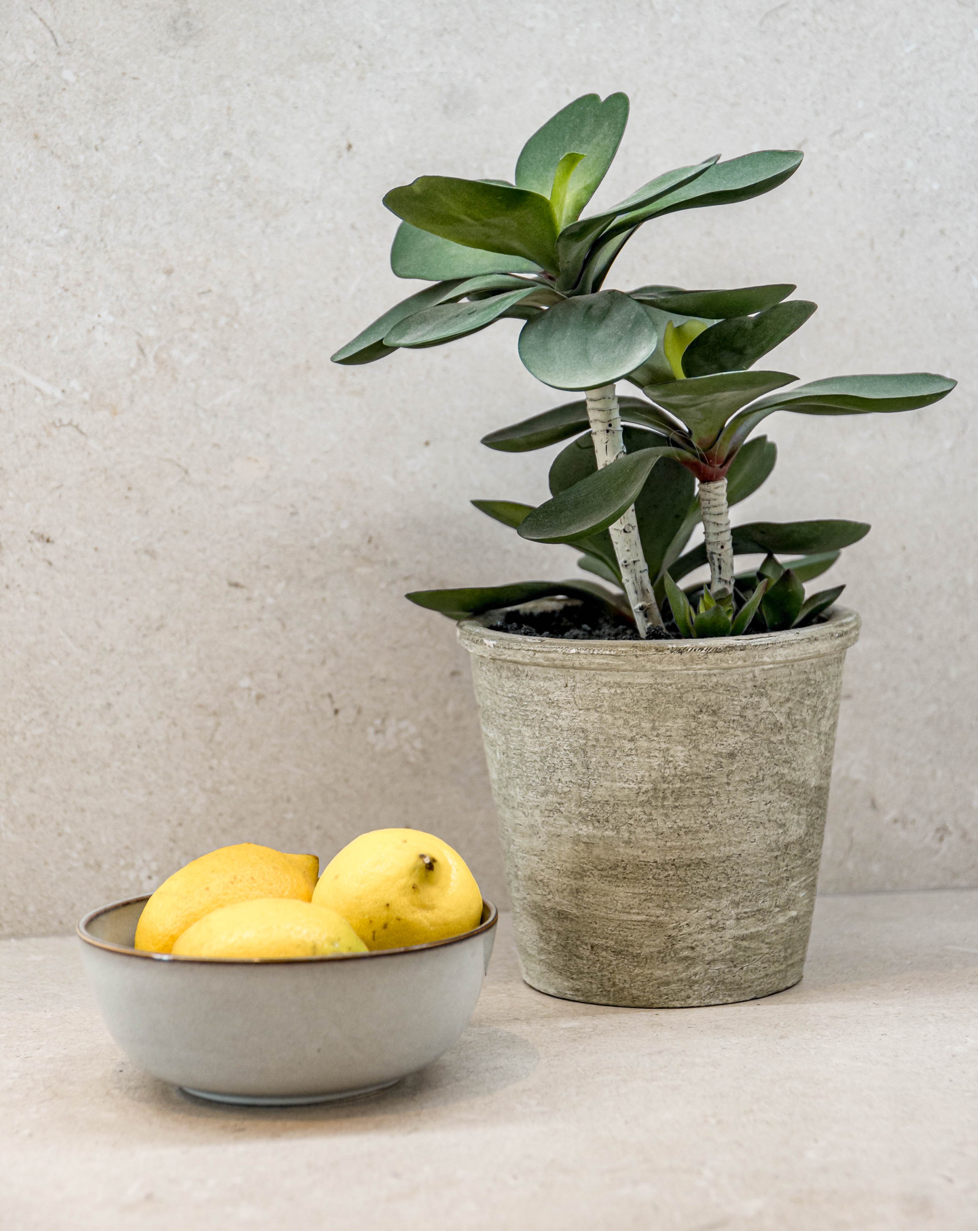A potted succulent plant next to a bowl of lemons on a counter.