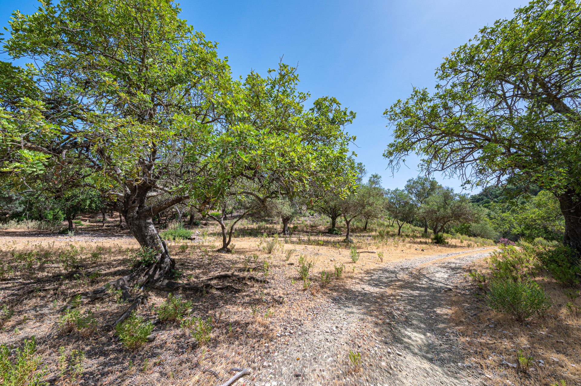 Southwest facing plot in La Zagaleta with a spectacular villa project