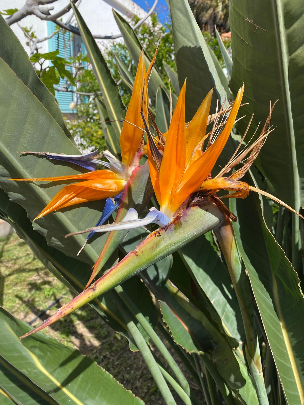 Image {index}: Detached Villa For sale, Estepona, €1,370,000 [6262]