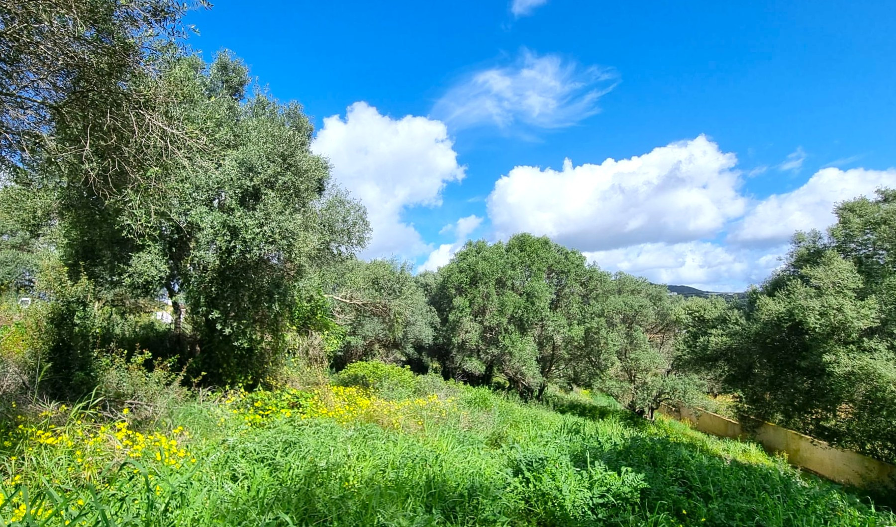Exterior Parcela en venta en Sotogrande Alto