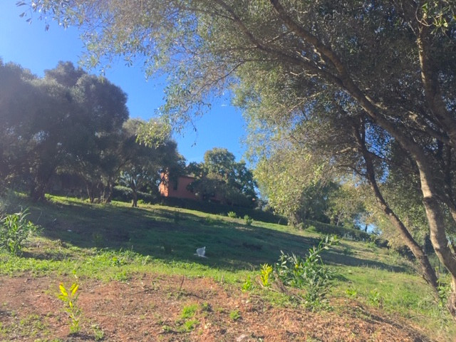 Imagenes exteriores de Parcela en venta en Sotogrande Alto