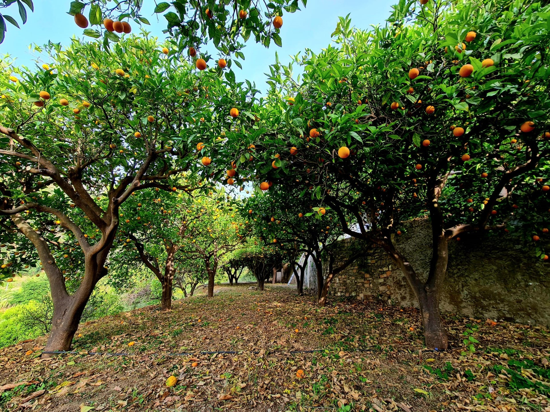 Villa de ensueño rodeada de naturaleza.
