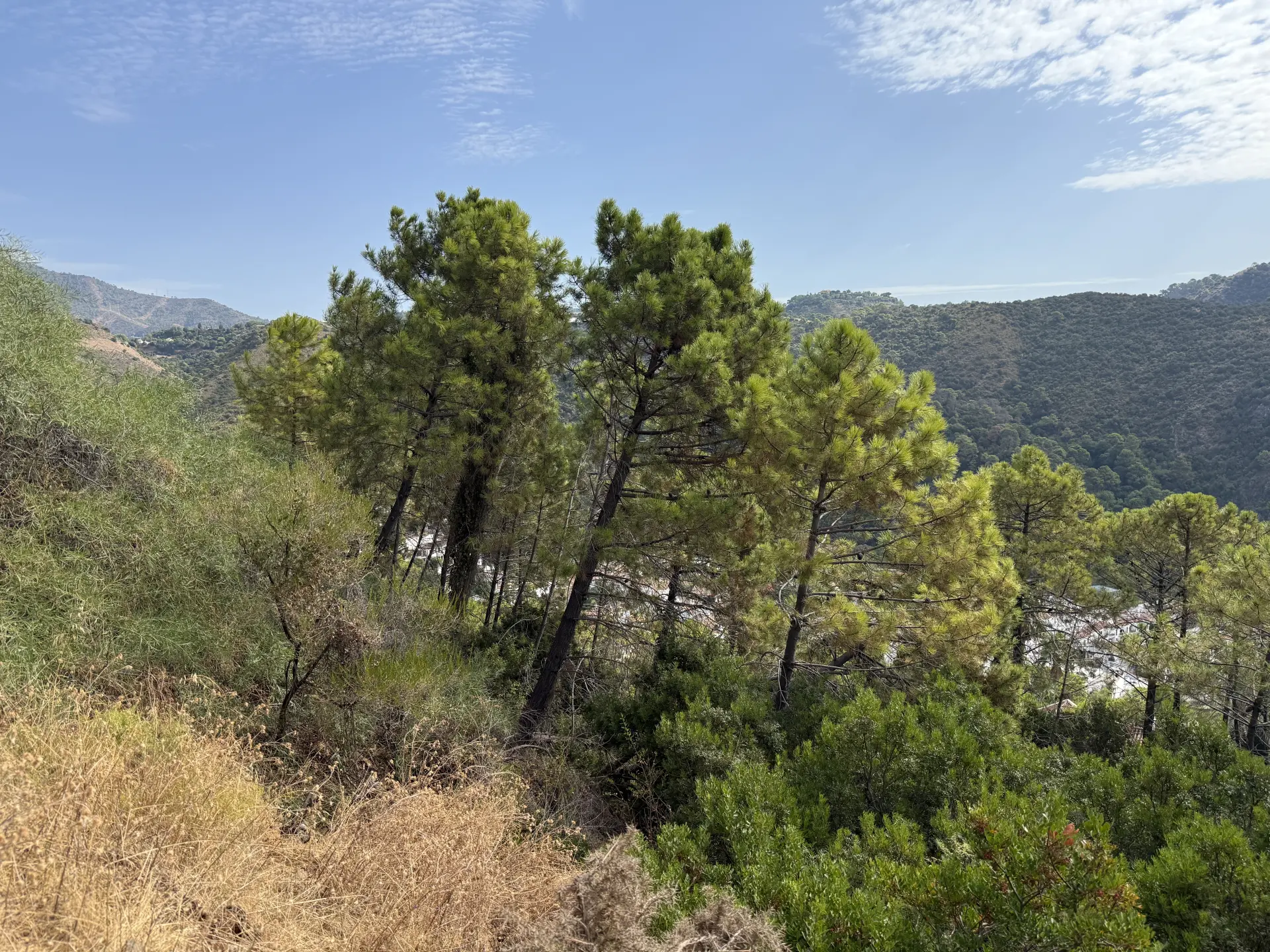 Oportunidad única en Benahavís – 2 parcelas urbanas con gran potencial futuro con Vistas Espectaculares