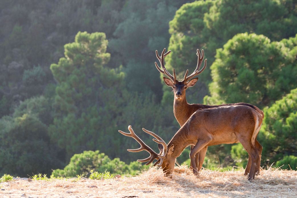 leña marbella